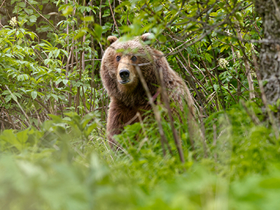 Kodiak Bear Treks