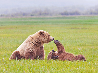 Tierbeobachtungen | Alaska